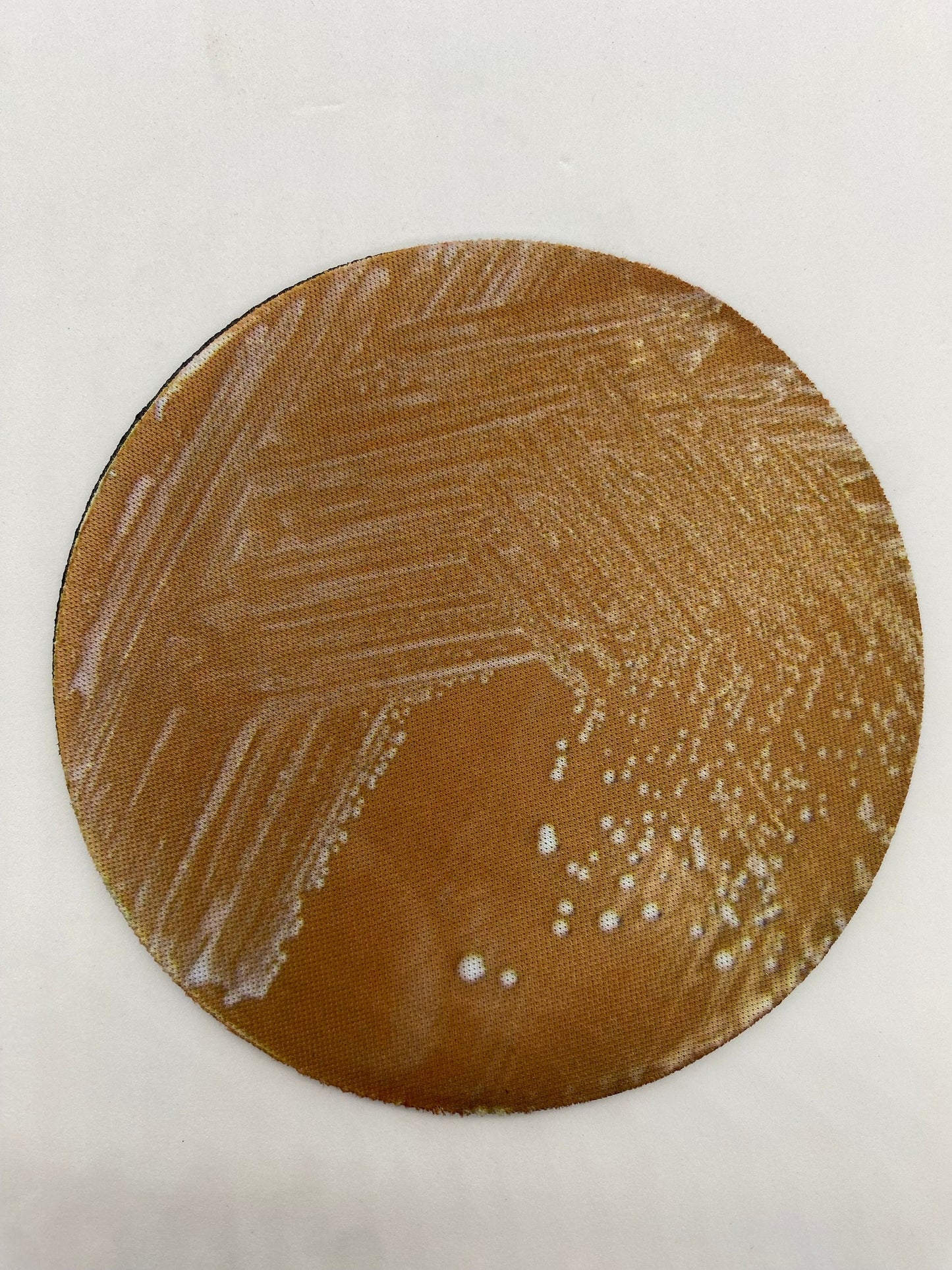 Bacterial Pathogen Neoprene Coasters - Terrible Pathogen, Petri Dish | Fun Gift for Microbiologists, Infectious Disease, Teachers, Lab Techs