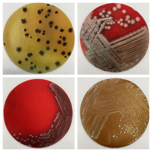 Bacterial Pathogen Neoprene Coasters - Terrible Pathogen, Petri Dish | Fun Gift for Microbiologists, Infectious Disease, Teachers, Lab Techs