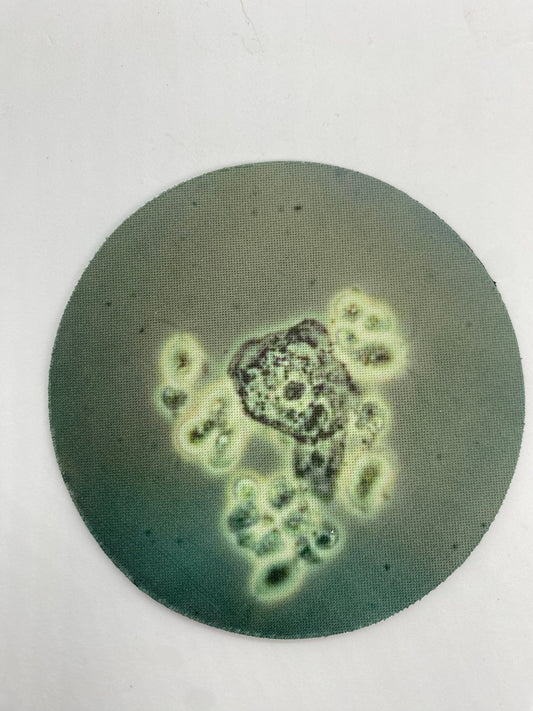STI Pathogen Neoprene Coasters - Bacteria, Parasites, Dish | Fun Gift for Microbiologists, Infectious Disease, Valentines, Exes