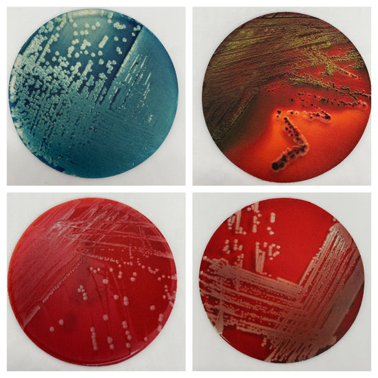 Bacterial Pathogen Neoprene Coasters - Bacteria, Petri Dish | Fun Gift for Microbiologists, Infectious Disease, Teachers, Lab Techs